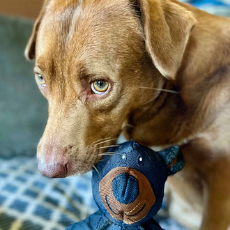Mighty Bear Pet Toy