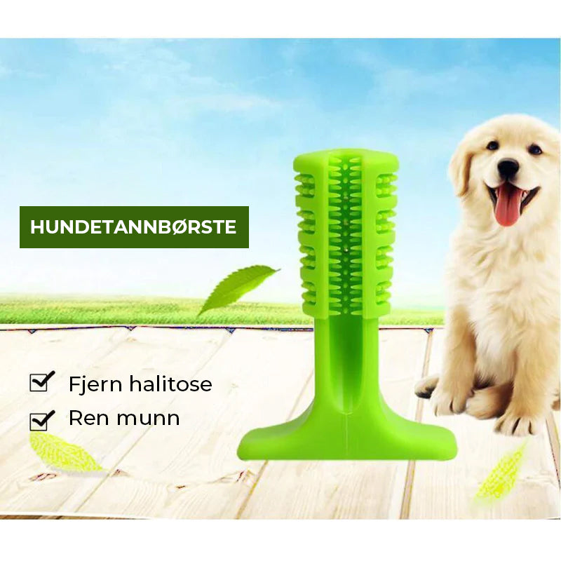 Pet Dog Tannbørste