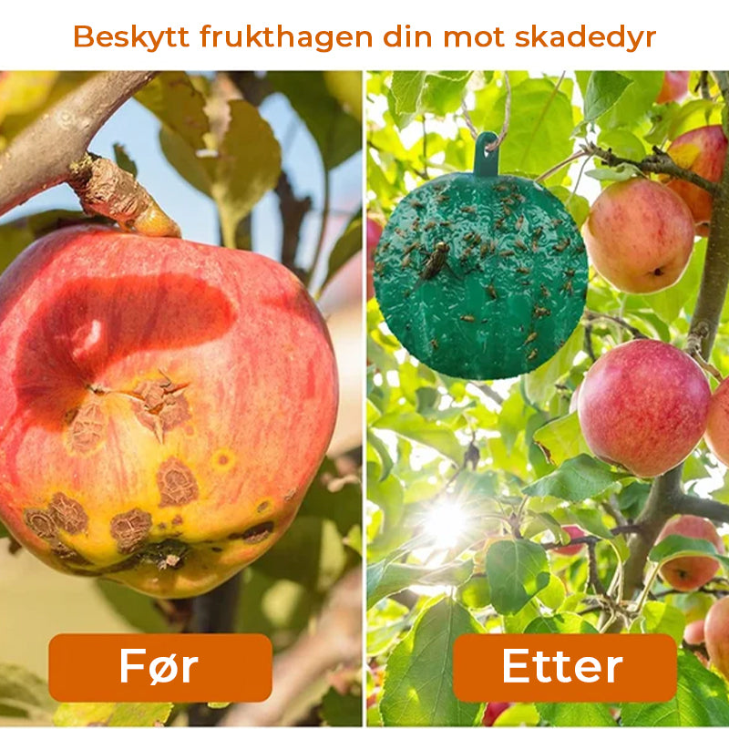 Hengende miljøvennlige fruktfluefeller Sticky feller