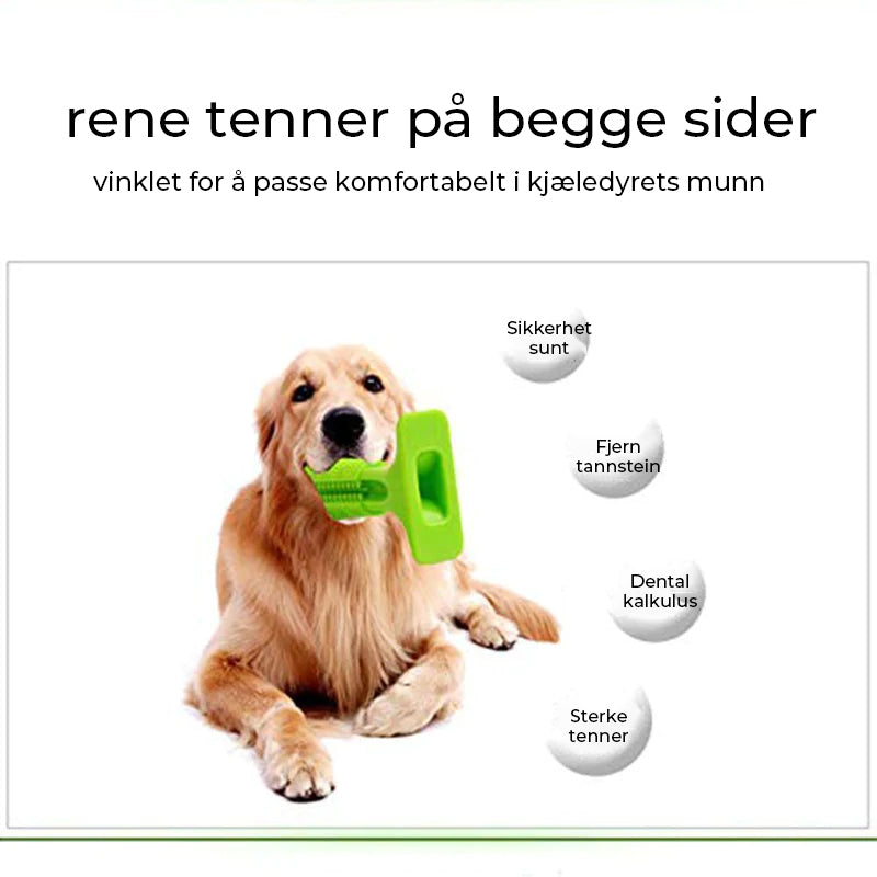 Pet Dog Tannbørste