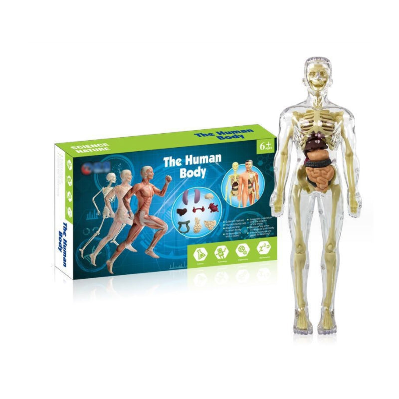 3D Anatomisk skjelettmodell leketøy