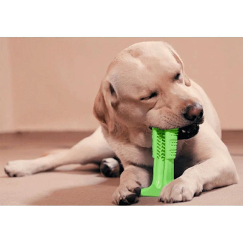 Pet Dog Tannbørste