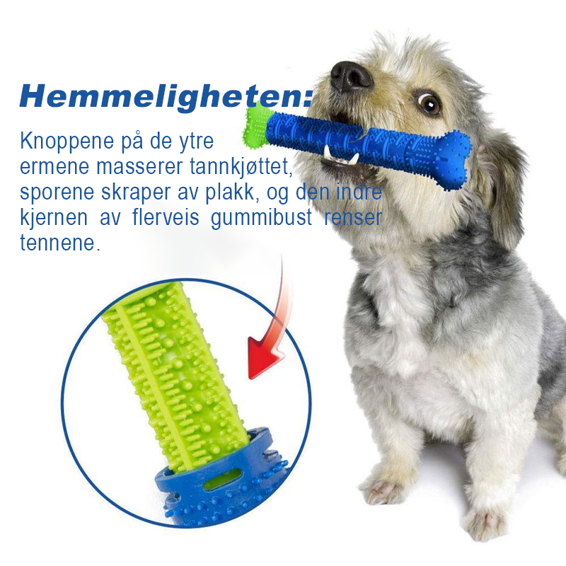 Hunde Tygge Tannbørste | Tenn rengjørings Leketøy