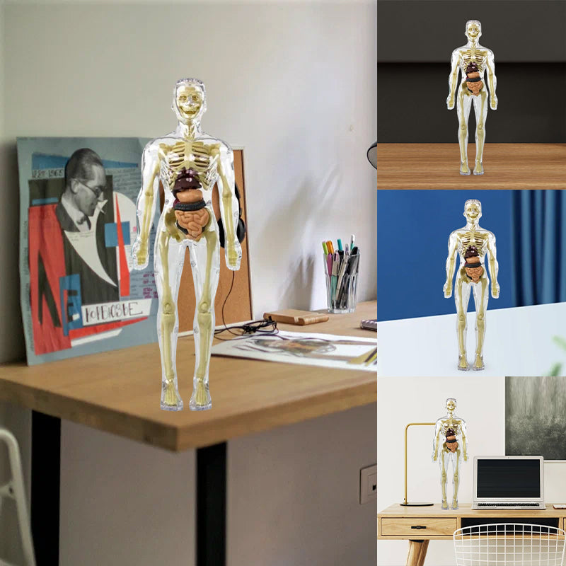 3D Anatomisk skjelettmodell leketøy