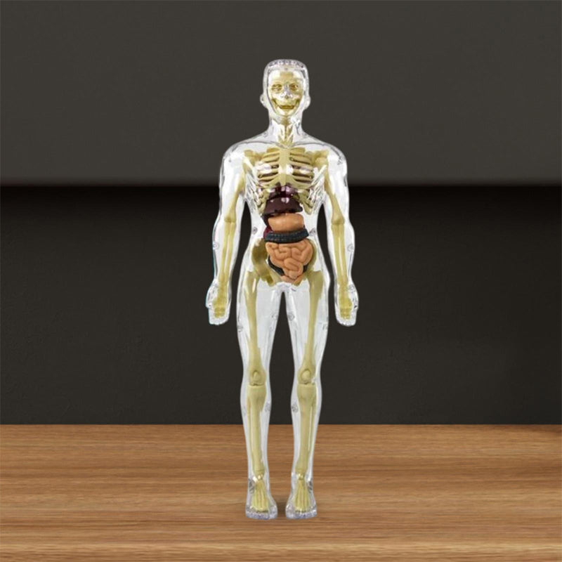3D Anatomisk skjelettmodell leketøy